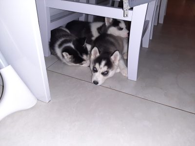 Siberian Husky Puppies for Sale in Wexford