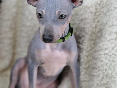 American Hairless Terrier Puppies in New Ross