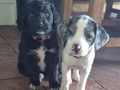 Sprocker Puppies in Cootehill – Playful & Fun