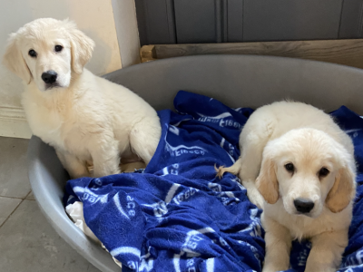Golden Retriever Puppies in Carlow – IKC Registered