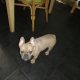 DWKC Registered French Bulldog For Sale