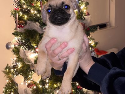 Pugs for Sale in Raheny – IKC Registered
