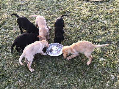 Labrador Puppies for Sale in Cahir – IKC Registered