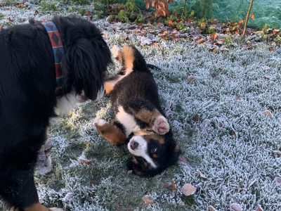 Bernese Mountain Puppies in Tipperary