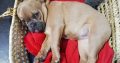 DWKC Registered French Bulldog For Sale