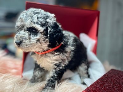 Maltipoo Puppies for Sale in Clondalkin