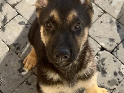 Elite German Shepherd Puppies in Portlaoise