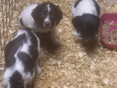 Springer Puppies for Sale in Monasterevin