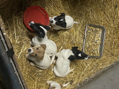 Jack Russell Puppies for Sale in Westport