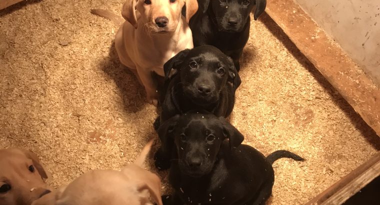Labrador retriever pups