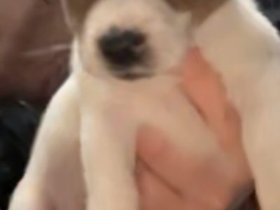 Jack Russell Puppies for Sale in Limerick