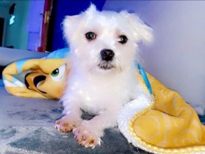 Maltese X Shih Tzu Puppies in Ennis – IKC Registered