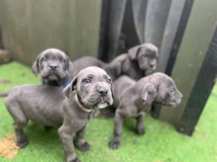Outstanding Cane Corso puppies