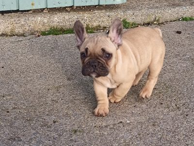 Fawn French Bulldog Puppies in Roscommon