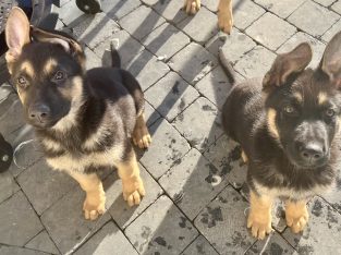 IKC Reg Elite German Shepard puppies