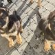 IKC Reg Elite German Shepard puppies