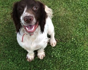 Springer Spaniel Puppies in Daingean
