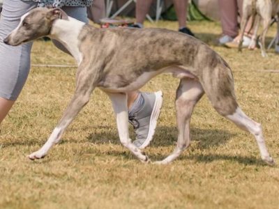 Whippet Puppies for Sale in Abbeyleix – IKC