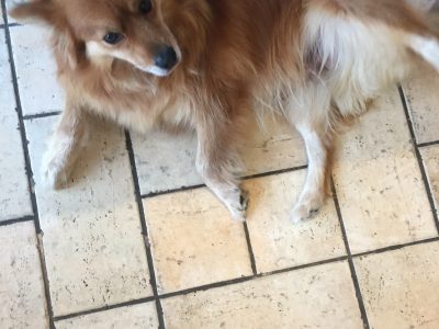 Pomeranian X Puppies for Sale in Navan