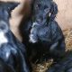 Cocker spaniel puppies for sale