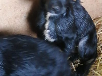 Cocker Spaniel Puppies in Carlow – IKC Registered