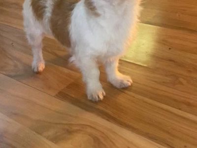 Maltese X Puppies for Sale in Cork