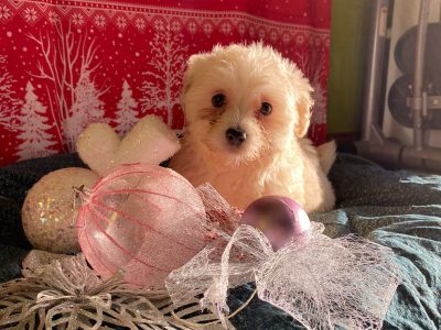 Maltese Puppies for Sale in Mayo – Christmas Special