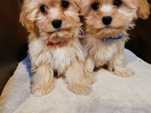 Beautiful Cavachon pups