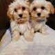 Beautiful Cavachon pups