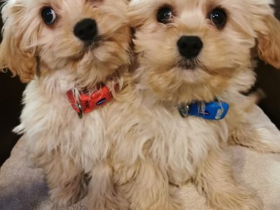 Cavachon Puppies for Sale in Kildare