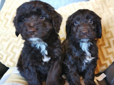 Poodle x Spaniel Puppies for Sale in Roscrea