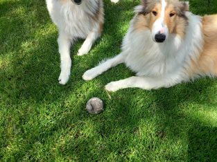 2 Female Lassie Collie Puppies