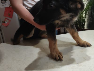 German Shepherd Puppies in Aghnagore – IKC Registered