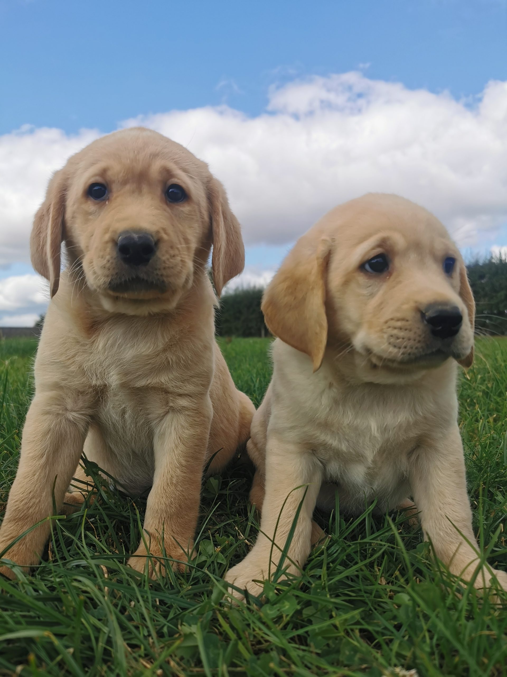 Beautiful Golden Labrador pups Dogs For Sale Ireland