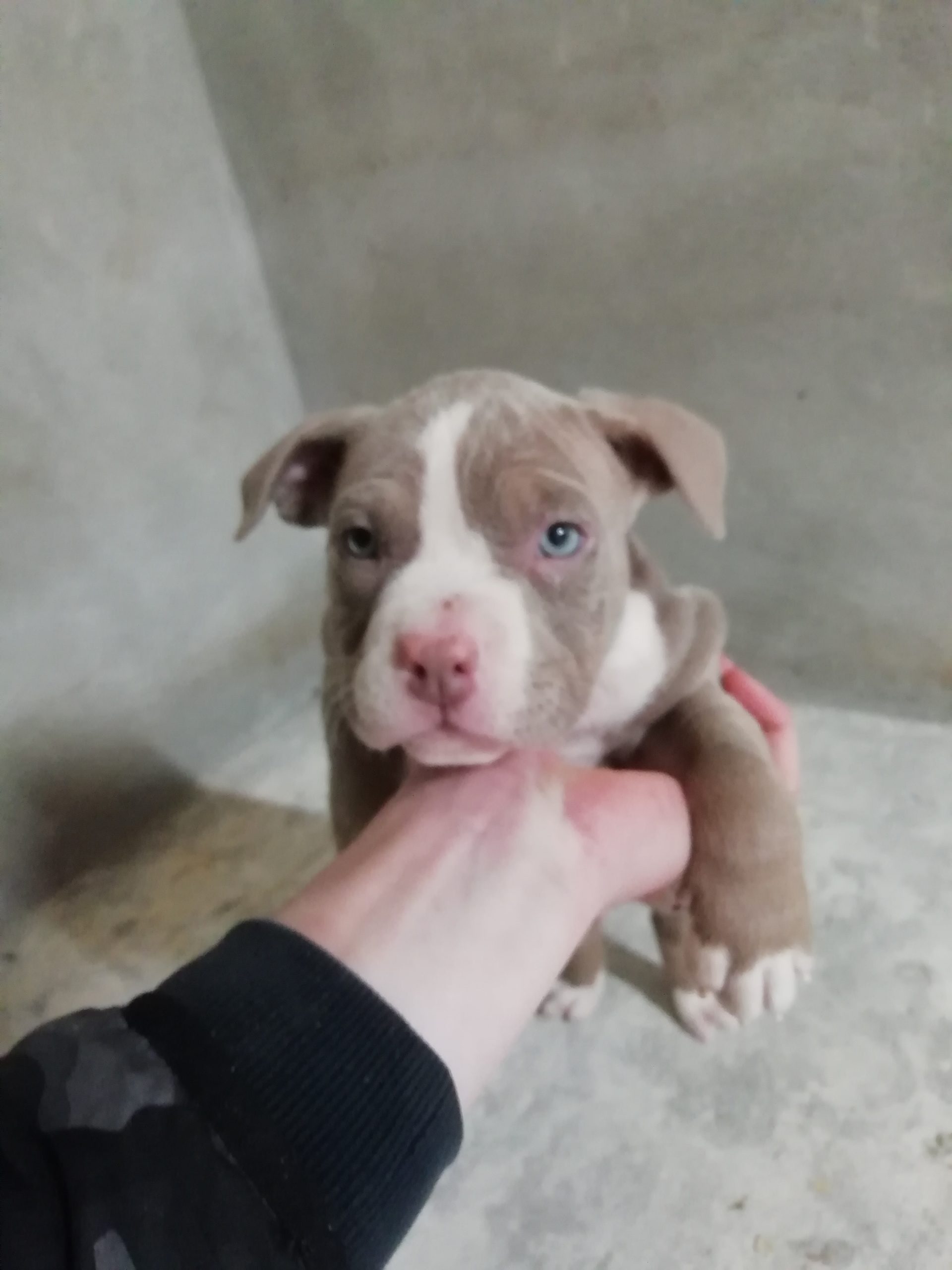 American bully pocket Dogs For Sale Ireland
