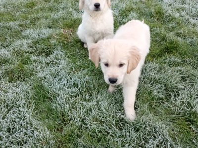 Golden Retriever Pups for Sale in Youghal