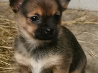Chihuahua Puppies for Sale in Kildare