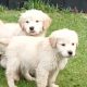 Gorgeous Golden Retriever Puppies