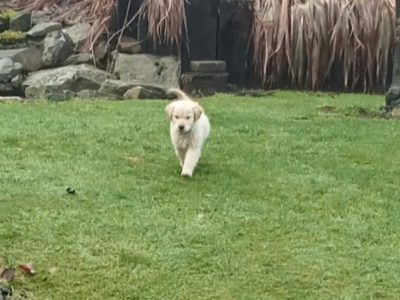 Golden Retriever Puppies in Cavan – Family Pets