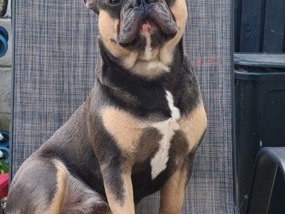 French Bulldog Puppy for Sale in Finglas