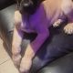 Adorable Family Reared Great Dane Puppies