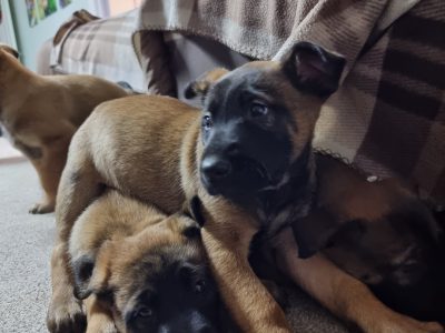 Belgian Malinois Puppies for Sale in Dublin15