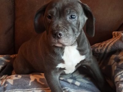 American Bully Puppy for Sale in Swords