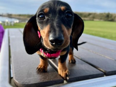 Miniature Dachshund Puppies in Galway