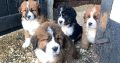 Beautiful St Bernese puppies for sale