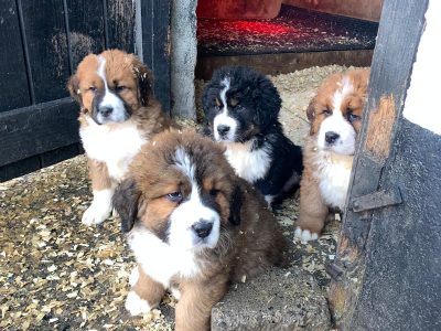 St Bernard Puppies for Sale in Laois – Playful!