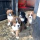 Beautiful St Bernese puppies for sale