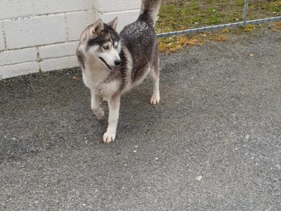 Siberian Husky in Newcastlewest – Free to Good Home