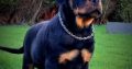 IKC REGISTERED ROTTWEILER PUPPIES