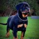 IKC REGISTERED ROTTWEILER PUPPIES